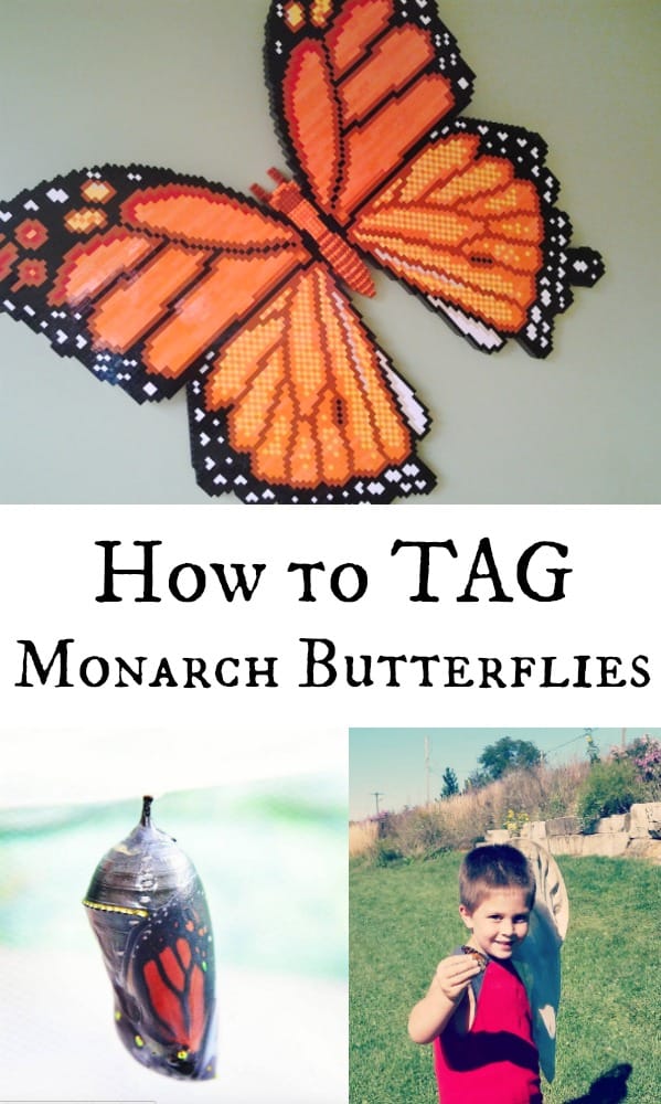 How to Tag Monarch Butterflies