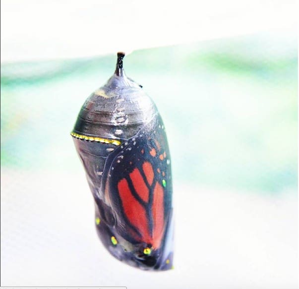 Chrysalis of a Monarch Butterfly