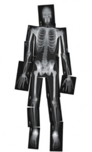 Human Body Skeleton xrays for kids