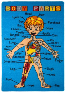Science Learning Resources for Exploring the Human Body in Preschool