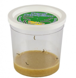 Insect Lore LIVE Cup of Caterpillars