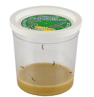 Insect Lore LIVE Cup of Caterpillars