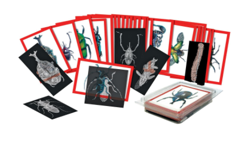Insect X-Ray Picture Cards