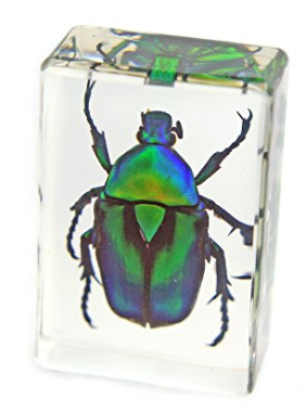 Green Chafer Beetle paperweight block gift