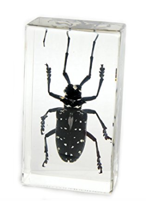 Asian Long Horned Beetle paperweight block gift