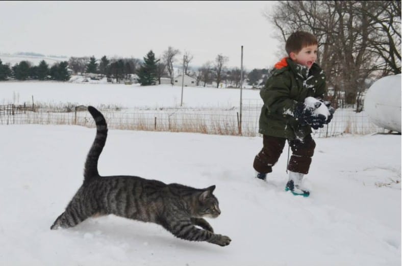 grey striped cat running in snow with boy