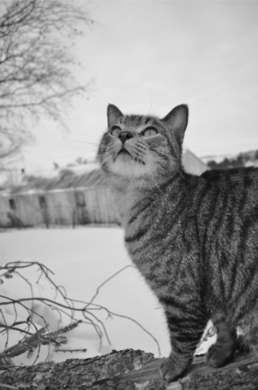 black and white striped grey cat in snow outside