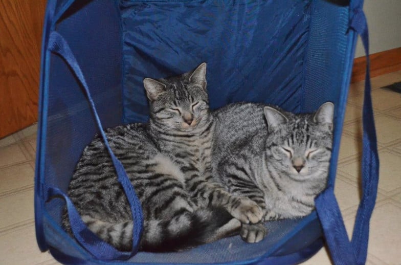 two grey striped cats in a blue pop up hamper