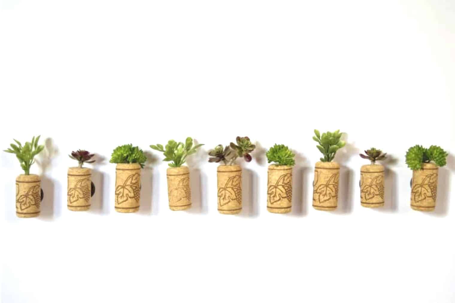 line of succulent wine cork magnets