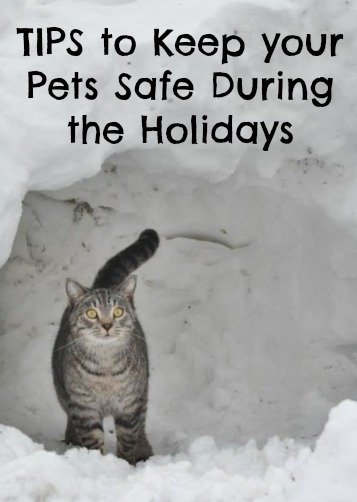 TIPS to Keep your Pets Safe During the Holidays