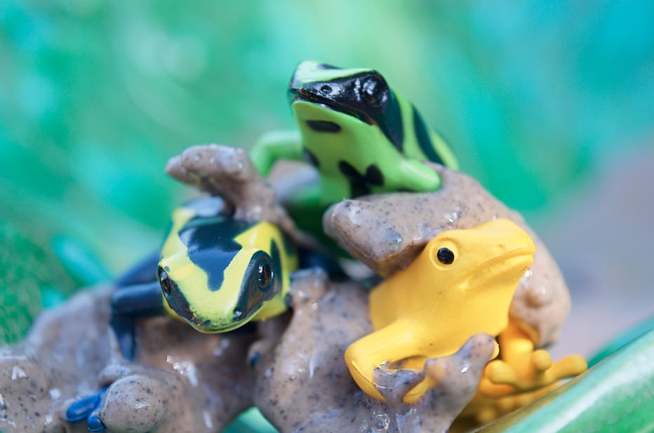 poison dart frogs sitting in mud slime 