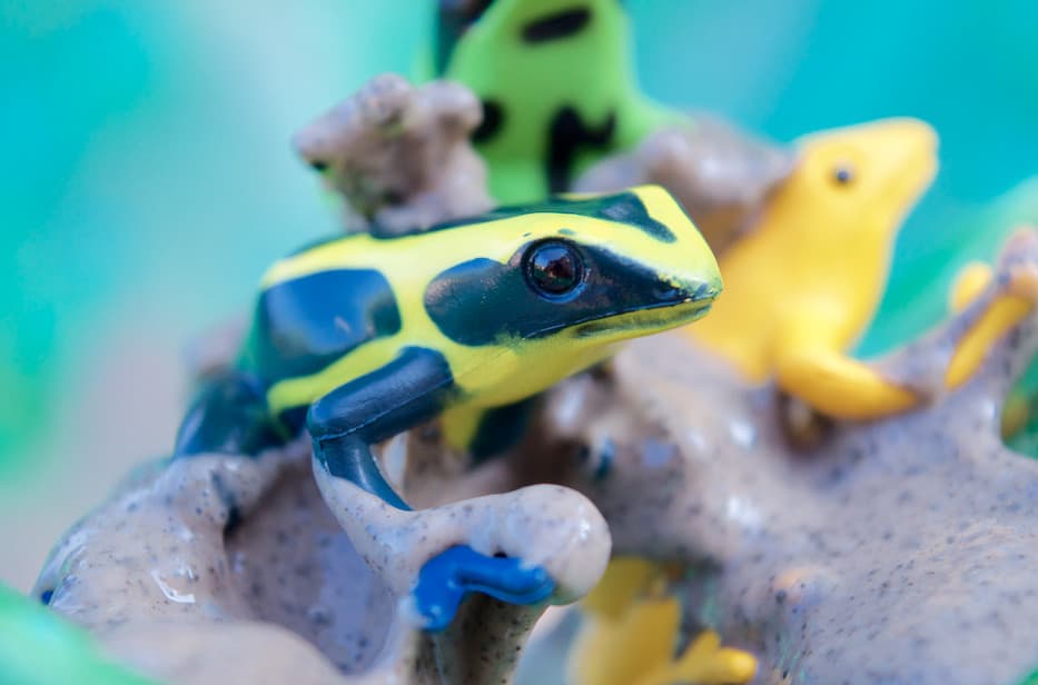 poison dart frog toy from safari ltd toob