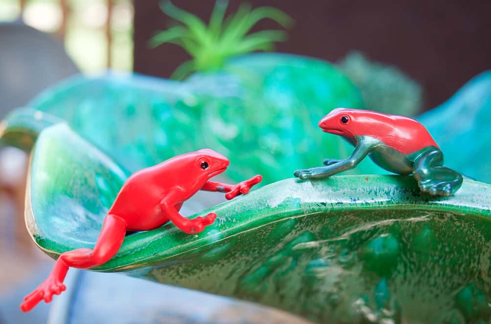 poison dart frogs sitting on green bowl