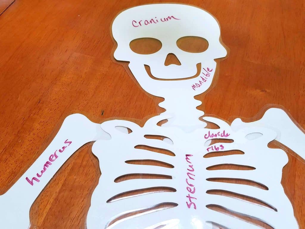 Learning About Skeletons & Bones Activities for School