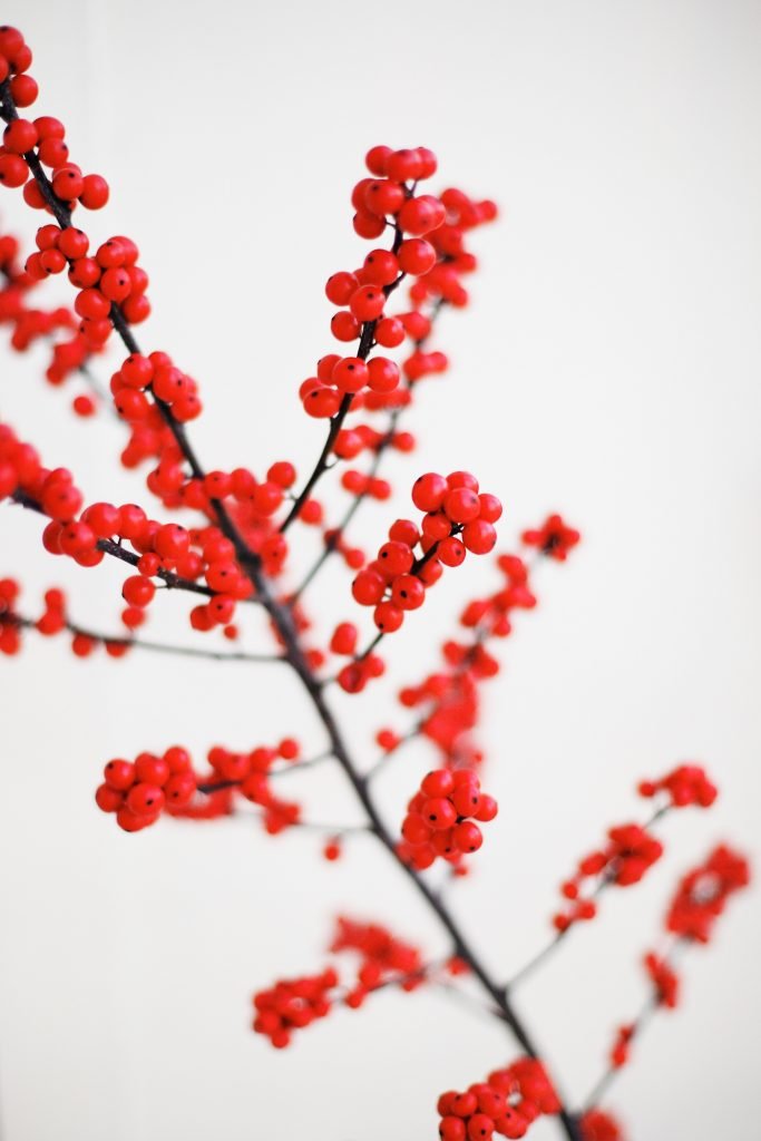 kris atomic winter branch with berries