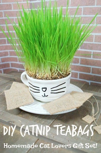 Catnip Teabags with Wheatgrass Plant Teacup Cat Gift Set