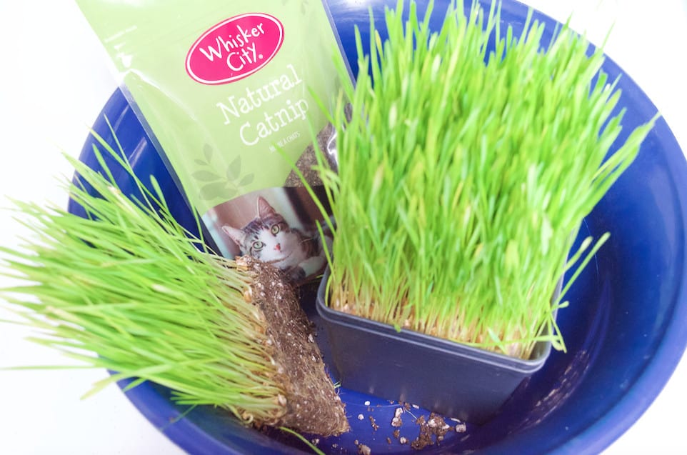 DIY Catnip Teabags with Wheatgrass Plant Teacup Cat Gift Set