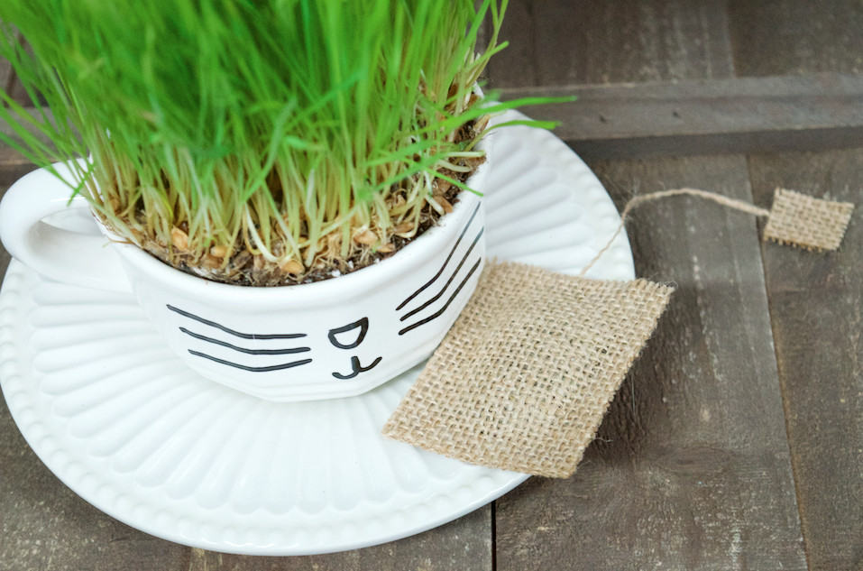 DIY Catnip Teabags with Wheatgrass Plant Teacup Cat Gift Set