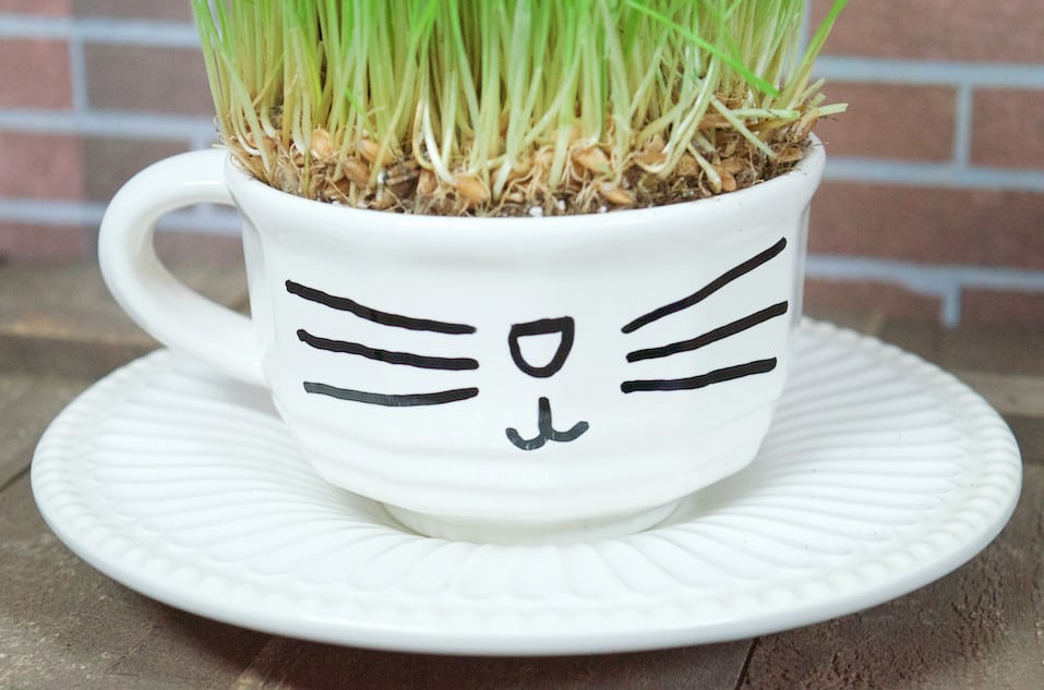 DIY Catnip Teabags with Wheatgrass Plant Teacup Cat Gift Set