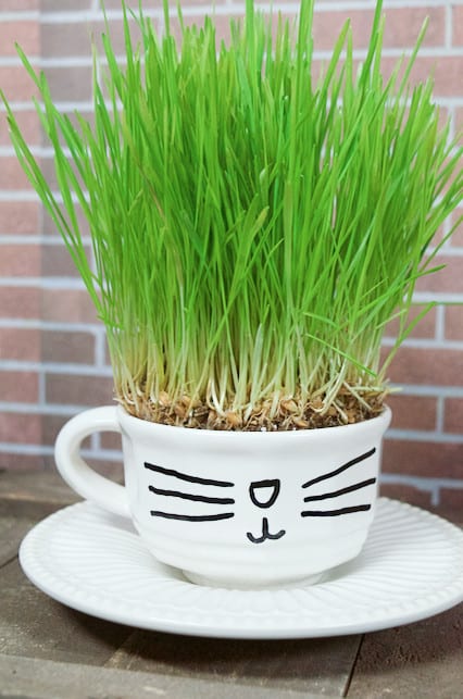 DIY Catnip Teabags with Wheatgrass Plant Teacup Cat Gift Set