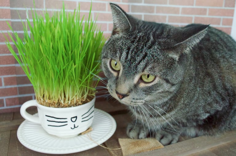 DIY Catnip Teabags with Teacup Plant – Homemade Cat Lover Gift Set