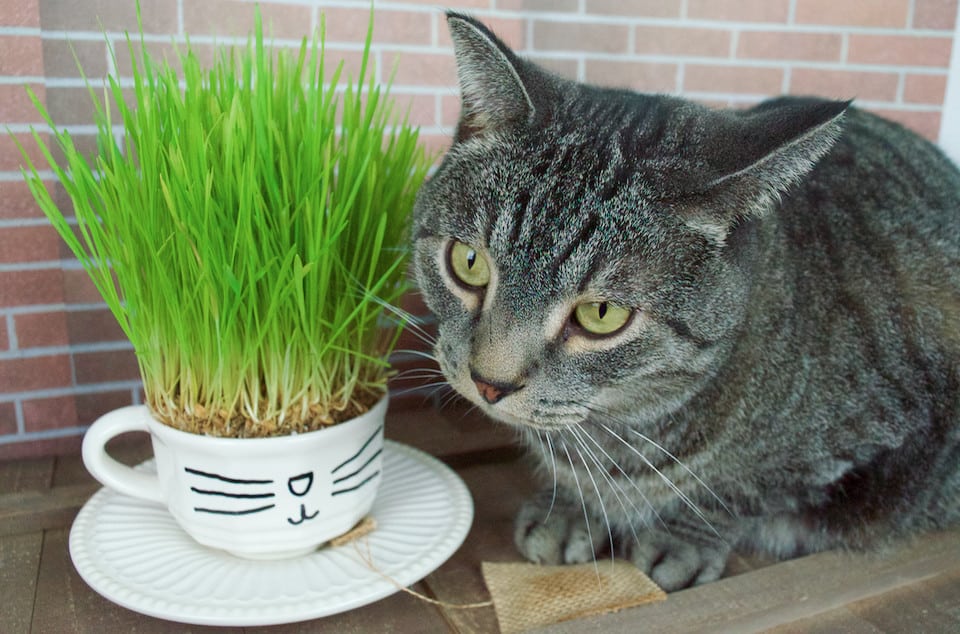 DIY Catnip Teabags with Wheatgrass Plant Teacup Cat Gift Set