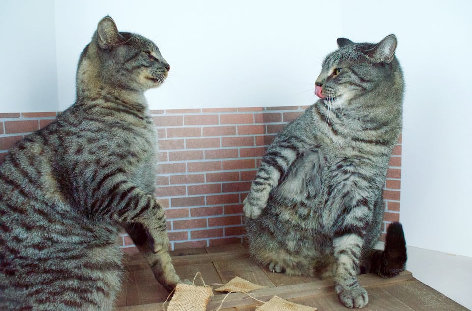 DIY Catnip Teabags with Wheatgrass Plant Teacup Cat Gift Set