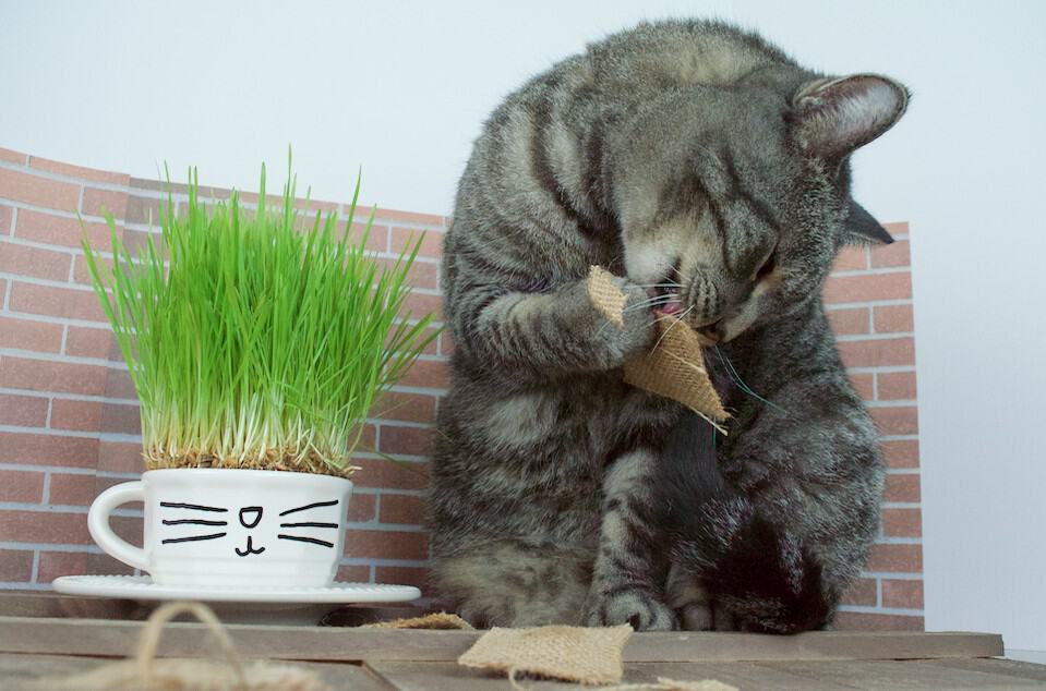 DIY Catnip Teabags with Wheatgrass Plant Teacup Cat Gift Set