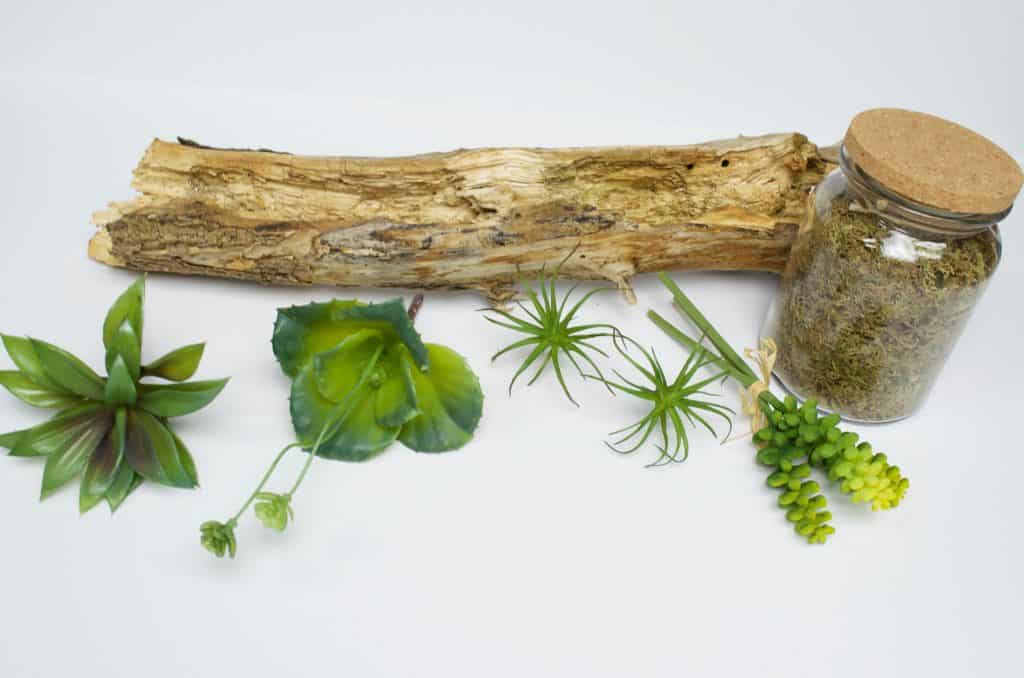 Bring Nature Indoors: DIY Inexpensive Nature Planter Home Decor Tutorial