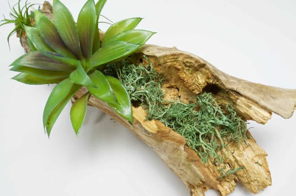 Bring Nature Indoors: DIY Inexpensive Nature Planter Home Decor Tutorial