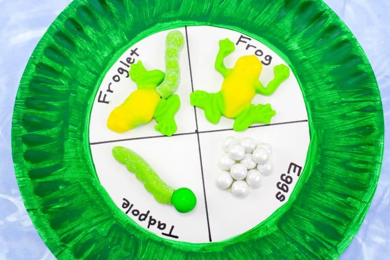 Frog Life Cycle Paper Plate Craft for Kids in Science