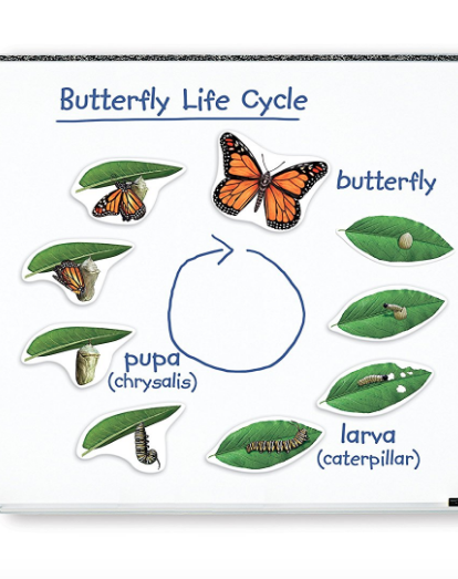 butterfly life cycle magnet