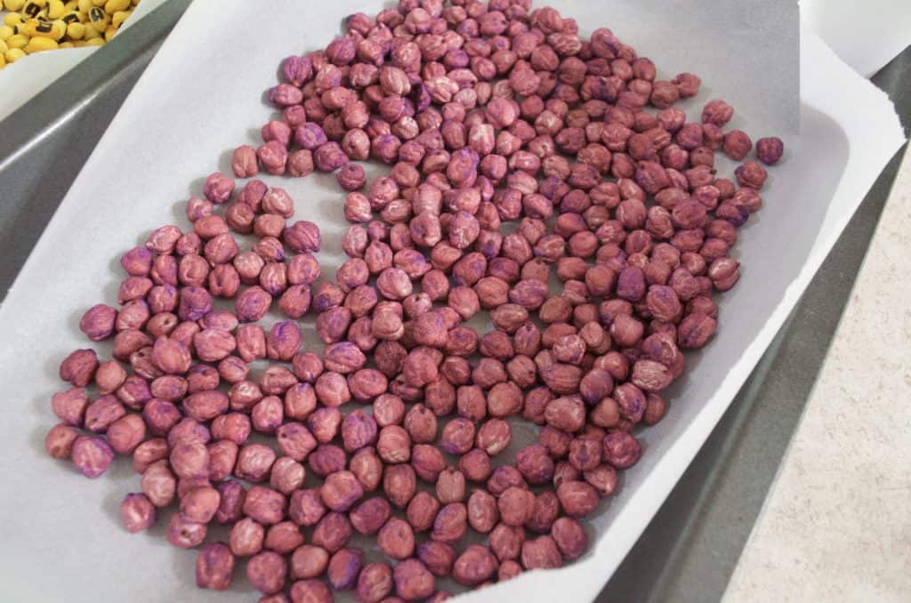 purple dyed garbanzo beans sensory bin
