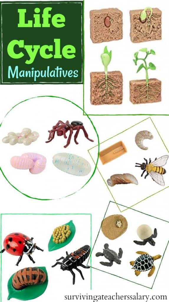 life cycle toys for learning science