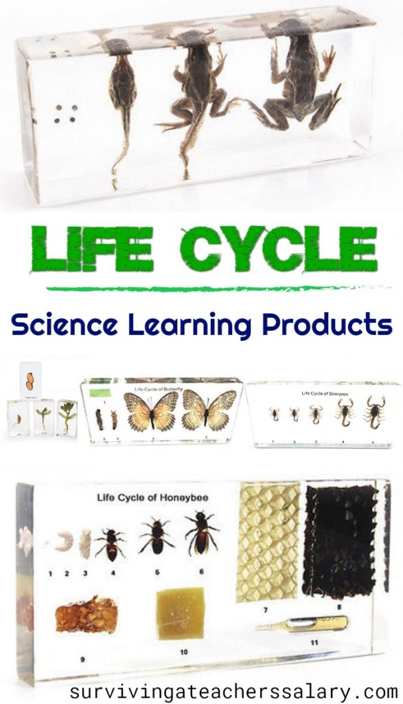 Life Cycle acrylic block paperweights