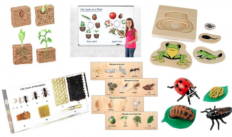 Life Cycle Products to Buy for Educational Learning Roundup