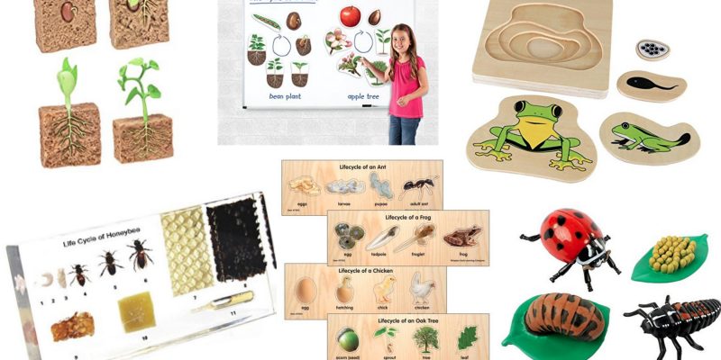 life cycle products