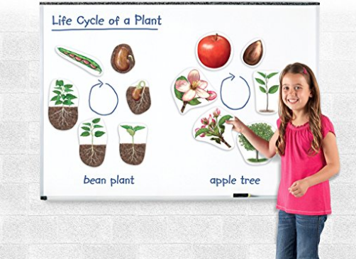 plant life cycle magnetic set