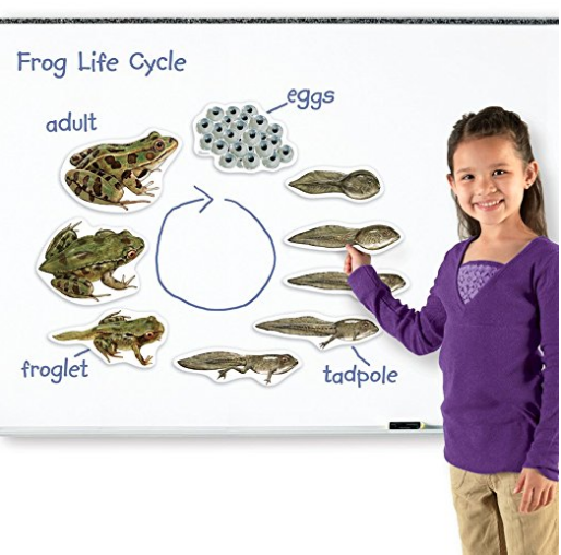 Life cycle of a frog magnetic set