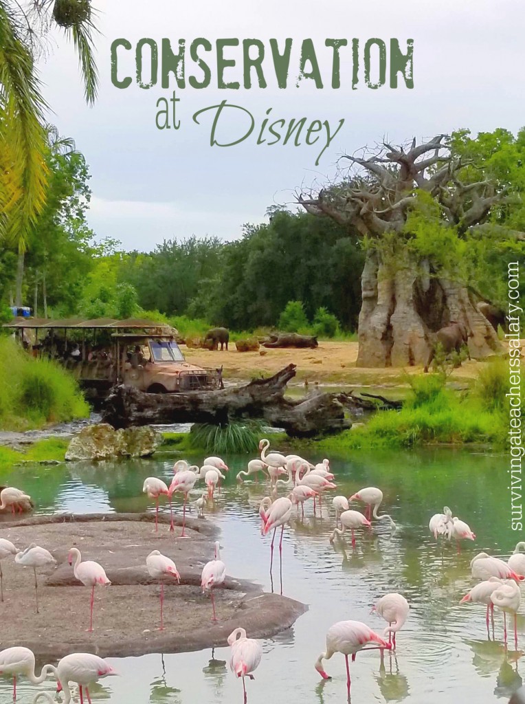 flamingos and conservation nature disney