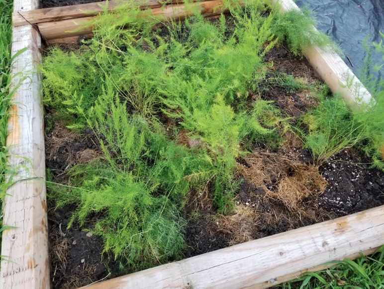 green asparagus garden raised bed