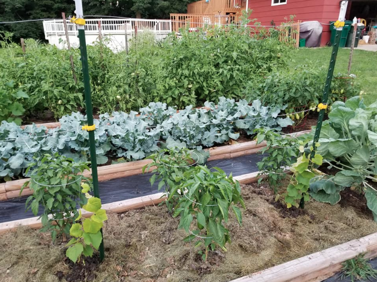 raised vegetable garden