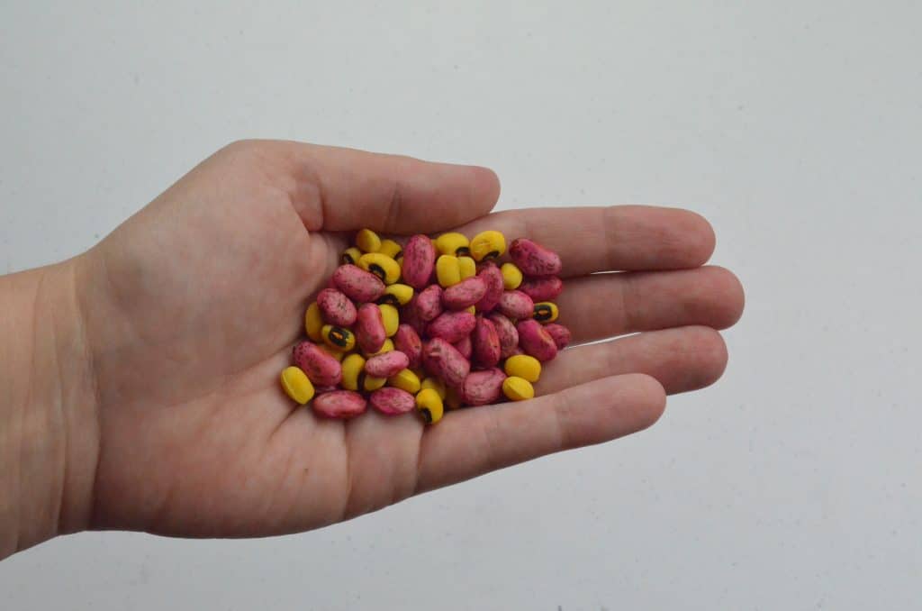 handful of colored beans for sensory play