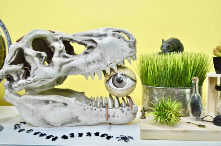 How to Make a Naturalist Lab for Science Classrooms & Decor