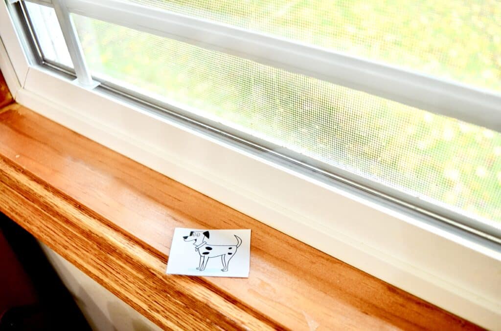 dalmation dog on window