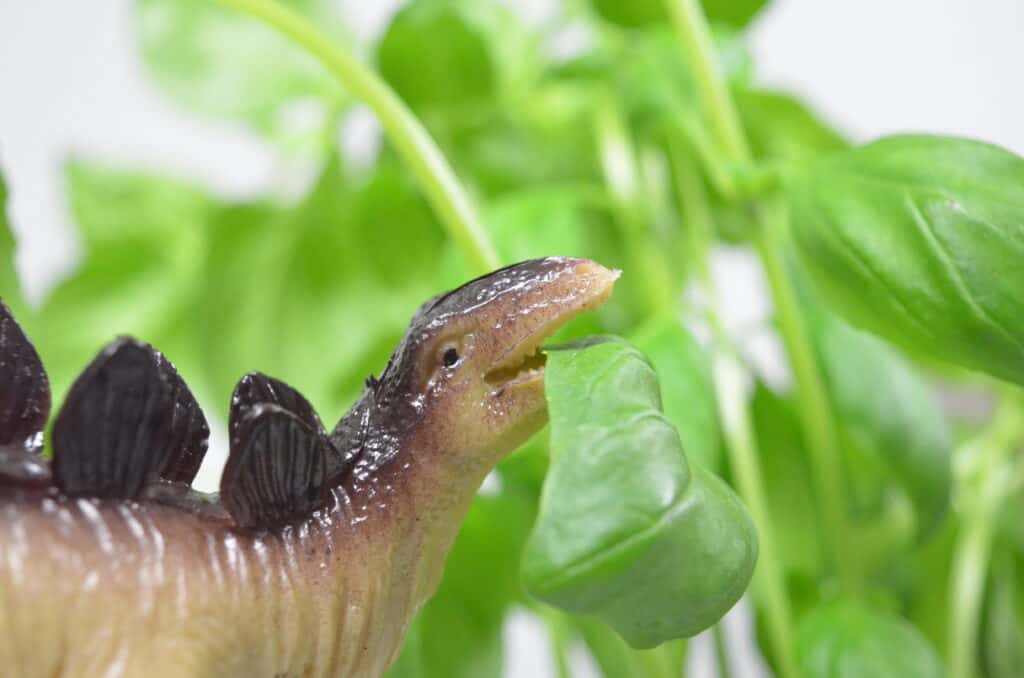 Dinosaur Sensory Garden - Olfactory & Taste Senses