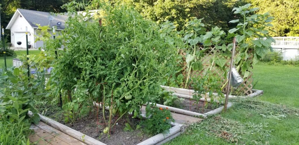 vegetable garden