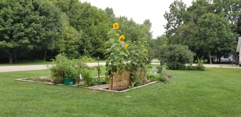 green garden with sunflowers