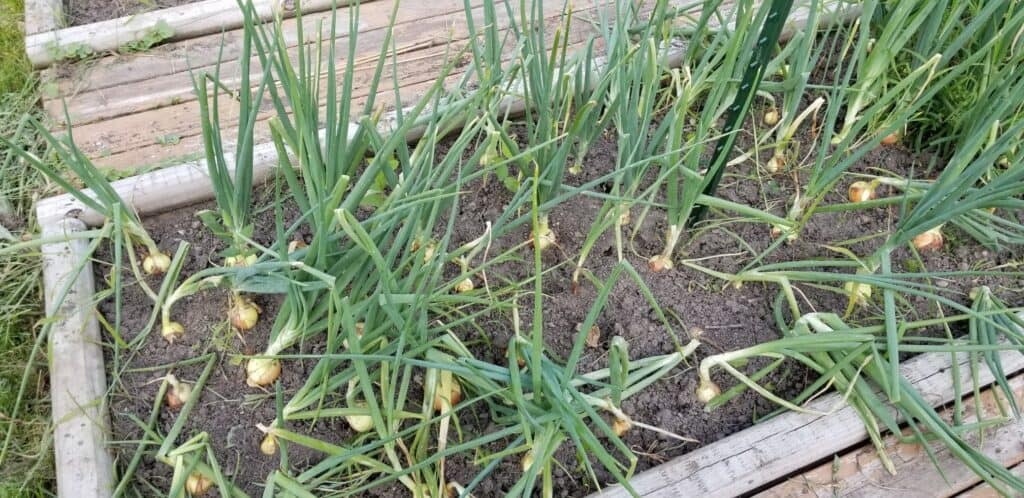 onions in the garden