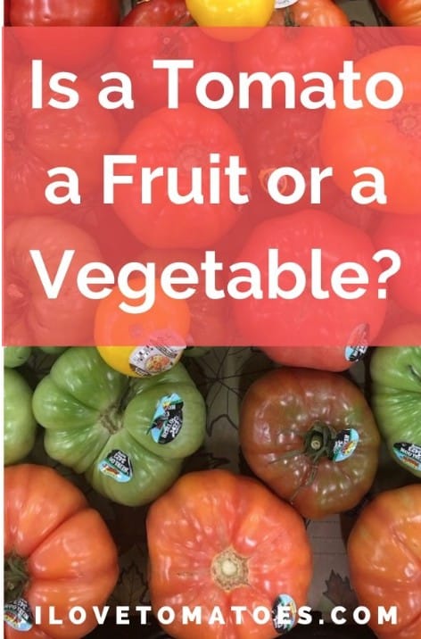 is a tomato a fruit or vegetable